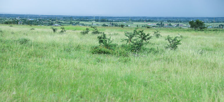 ruiru-nduruno